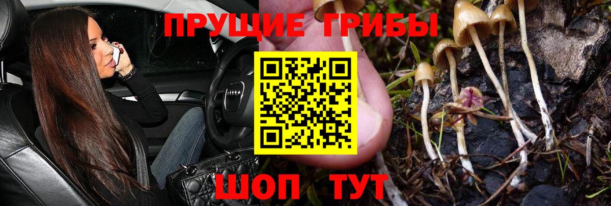 Лянтор  Псилоцибиновые грибы Psilocybine cubensis  Вход с VPN 